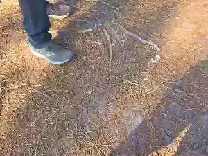 Cam4 Private Sex Chat of Cuni40