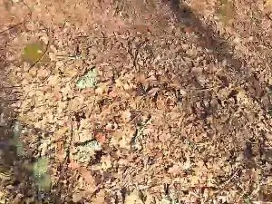 Cam4 Private Sex Chat of Cuni40