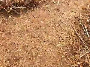 Cam4 Free Live Porn of Cuni40