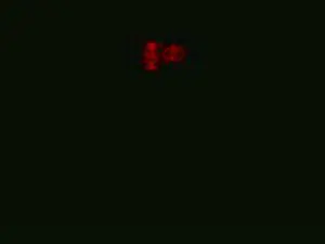 Cam4 Best live sex cam show of peanut1231