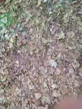 Cam4 Adult Webcam of Gym2