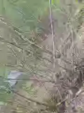 Cam4 Live Porn of Ampallang6