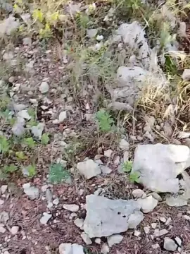 Cam4 Free Porn Cam of circoncise4