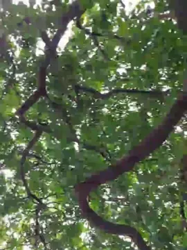 Cam4 Nude Webcam of john603543