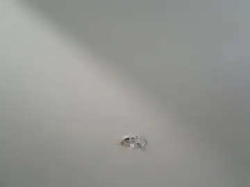 Cam4 Adult Webcams of peludo50bigode