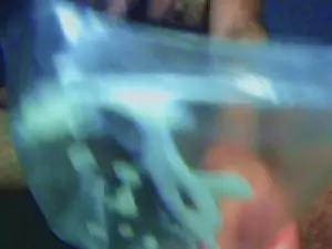 Cam4 Free Porn Cam of horsse3