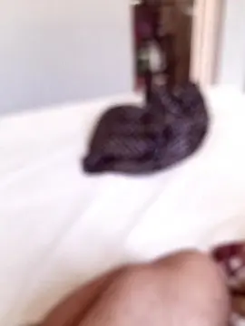 Cam4 Adult Webcam of Morenodiscret35