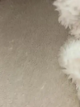 Cam4 Best live sex cam show of Poyaman06