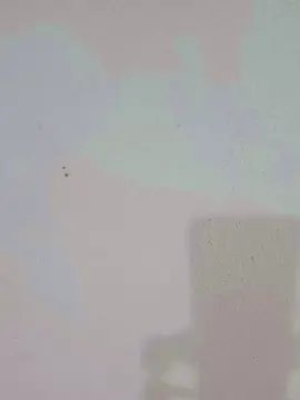 Cam4 Live Porn of RobertaRabao