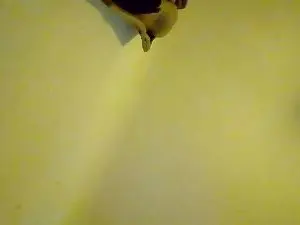 Cam4 Adult Webcam of 4wixxxen