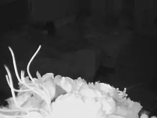 Camsoda Watch Live Sex Cams of voyeurcam-house-charleys-room