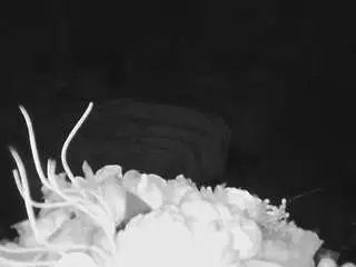 Camsoda Free Porn Cam of voyeurcam-house-charleys-room