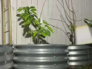 Camsoda Best live sex cam show of adrianna777