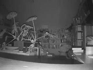 Camsoda Nude Webcam of voyeurcam-bridgetleewalters-02