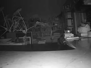 Camsoda Sex Chat of voyeurcam-bridgetleewalters-02