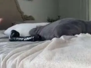 Camsoda Nude Webcam of essenceblaque