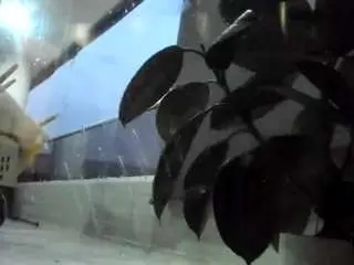 Camsoda Adult Webcam of michellangels