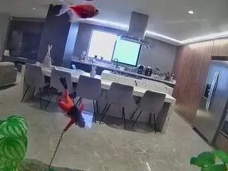 Camsoda Adult Video Chat of voyeurcam-casa-salsa-fishtank