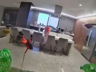 Camsoda Live Sex of voyeurcam-casa-salsa-fishtank