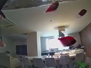 Camsoda Watch Live Sex Cams of voyeurcam-casa-salsa-fishtank