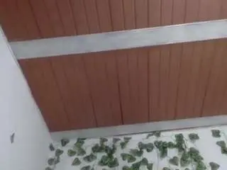 Camsoda Live Sex Cam of isa06