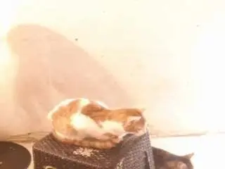 Camsoda Sex Chat of diablaardientex