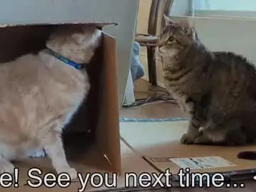 Chaturbate Watch Live Sex Cams of rndmzd