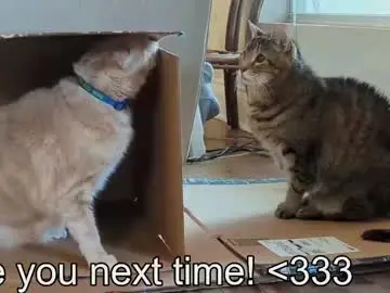 Chaturbate Nude Webcam of rndmzd