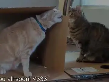 Chaturbate Adult Video Chat of rndmzd