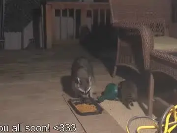 Chaturbate Nude Webcam of rndmzd