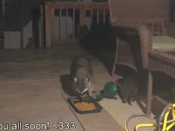 Chaturbate Live Sex Cam of rndmzd