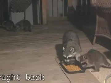 Chaturbate Sex Chat of rndmzd