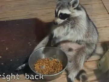 Chaturbate Private Sex Chat of rndmzd