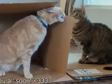 Chaturbate Best Webcam of rndmzd