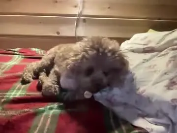 Chaturbate Free Live Porn of realsupermichael