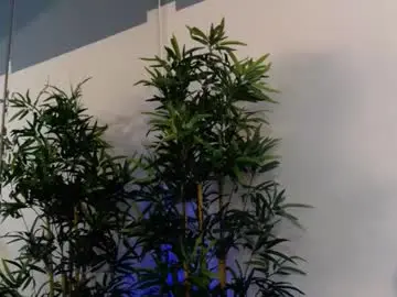 Chaturbate Adult Video Chat of bellatayllor