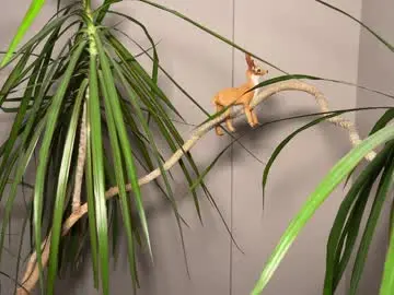 Chaturbate Sex Chat of aronyou_win