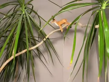 Chaturbate Adult Webcam of aronyou_win