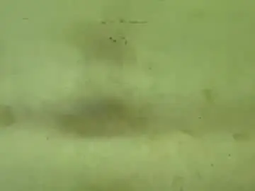 Chaturbate Sex Cam of rupali01