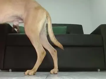 Chaturbate Free Live Porn of alpha_pprs