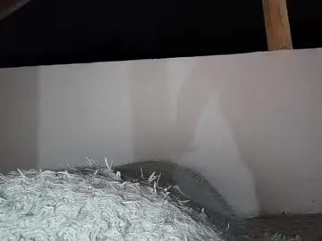 Chaturbate Free Live Porn of anaworld69