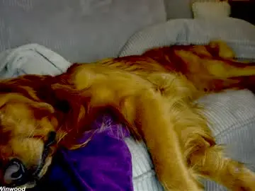 Chaturbate Adult Webcam of x_lily_x