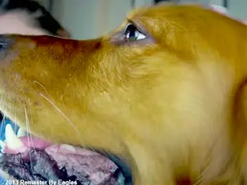 Chaturbate Watch Live Sex Cams of x_lily_x