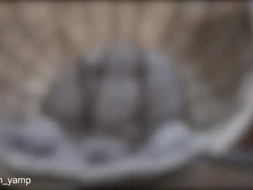 Chaturbate Live Porn of yamp_bigcock