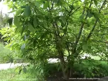 Chaturbate Watch Live Sex Cams of patry333