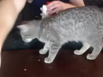 Chaturbate Live Porn of copper_crotch