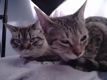 Chaturbate Live Porn of littlelaksmi