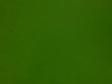 Chaturbate Adult Video Chat of bonershow