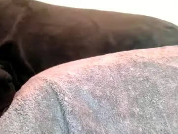 Chaturbate Private Sex Chat of daddyyoo8