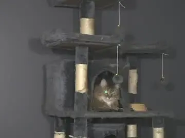 Chaturbate Best live sex cam show of sydaffect